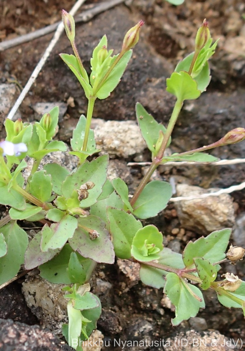 Torenia crustacea (L.) Cham. & Schltdl.